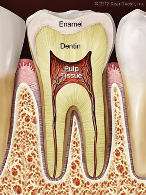 Root Canal Preparation - Healthy Tooth